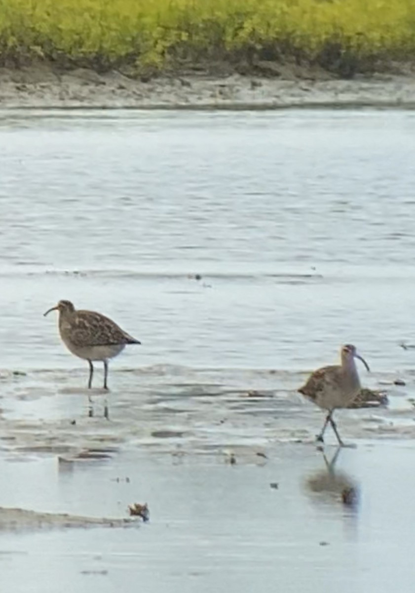 Bristle-thighed Curlew - ML634419530