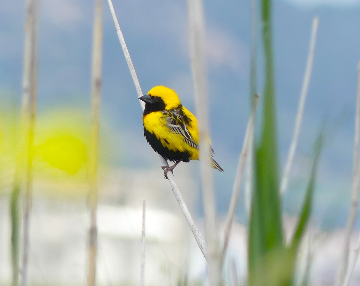 Yellow-crowned Bishop - ML634419587