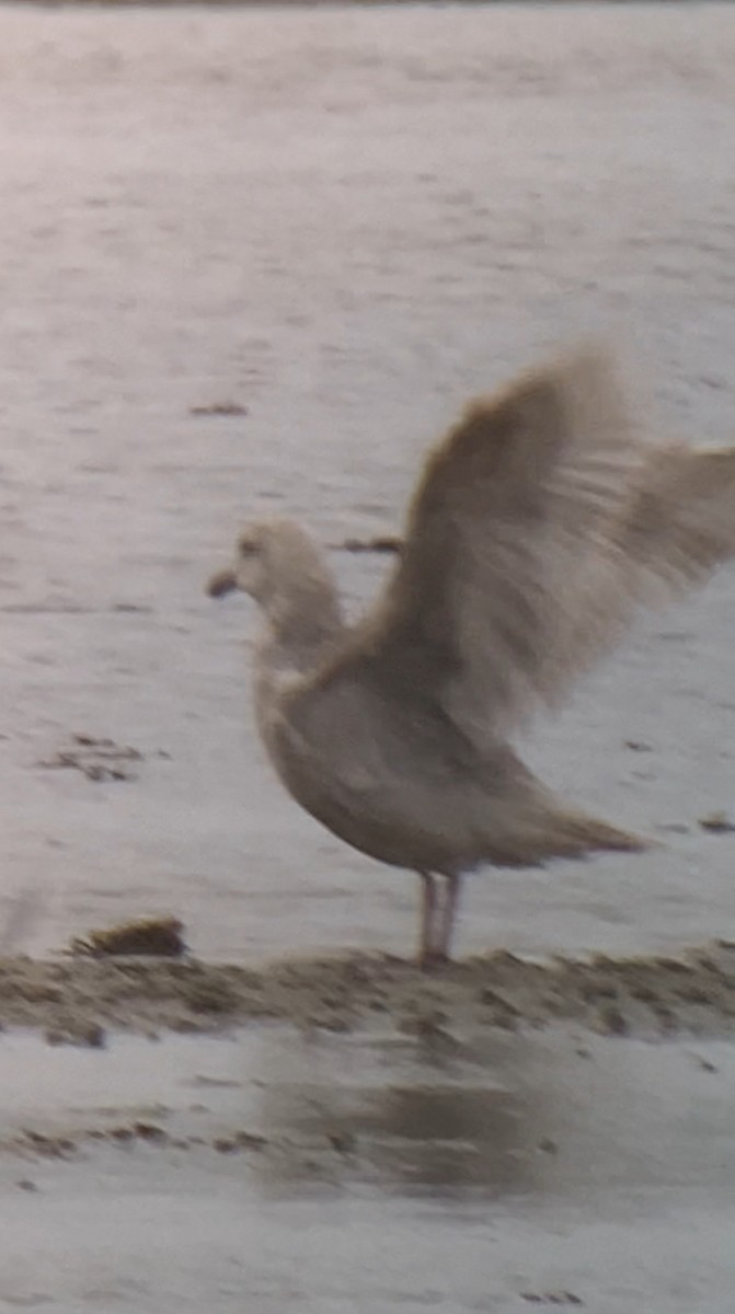 Glaucous-winged Gull - ML634419599