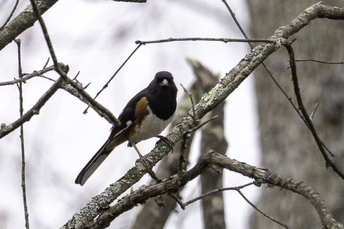 Eastern Towhee - ML634419795