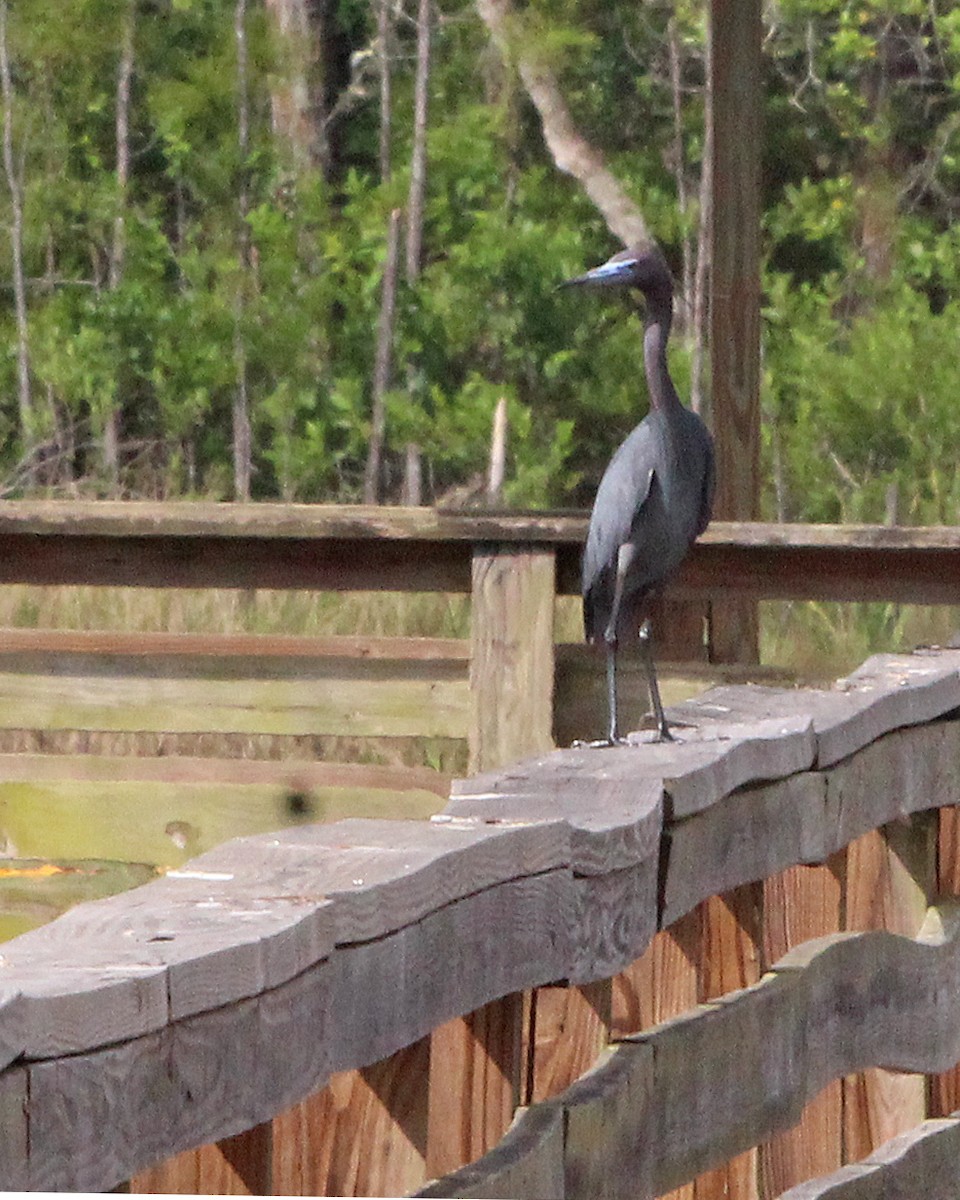 Little Blue Heron - ML634419882