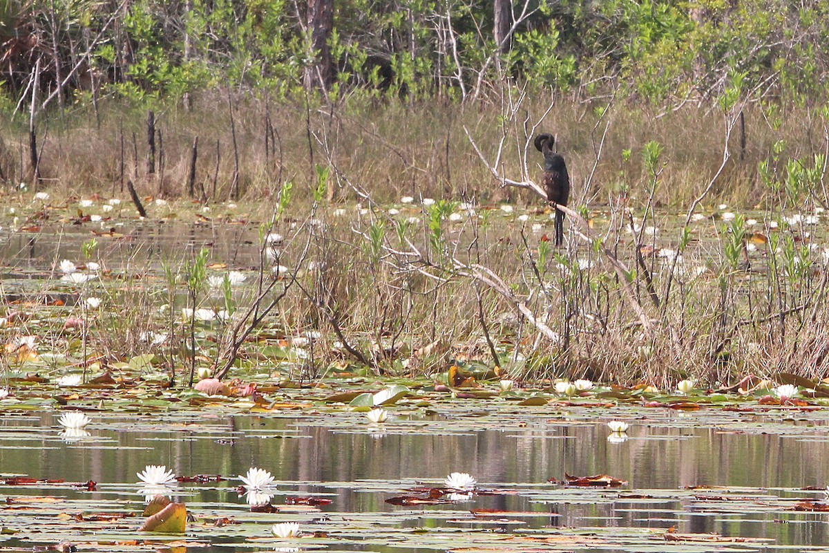 Anhinga amerikarra - ML634419913