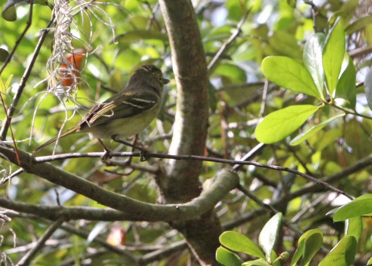 White-eyed Vireo - ML634419937