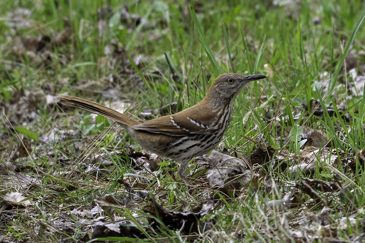 Brown Thrasher - ML634419939