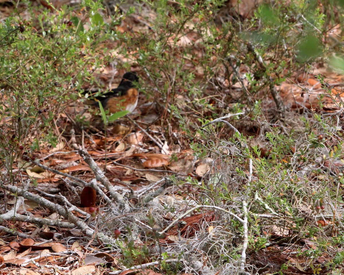 Eastern Towhee - ML634419946