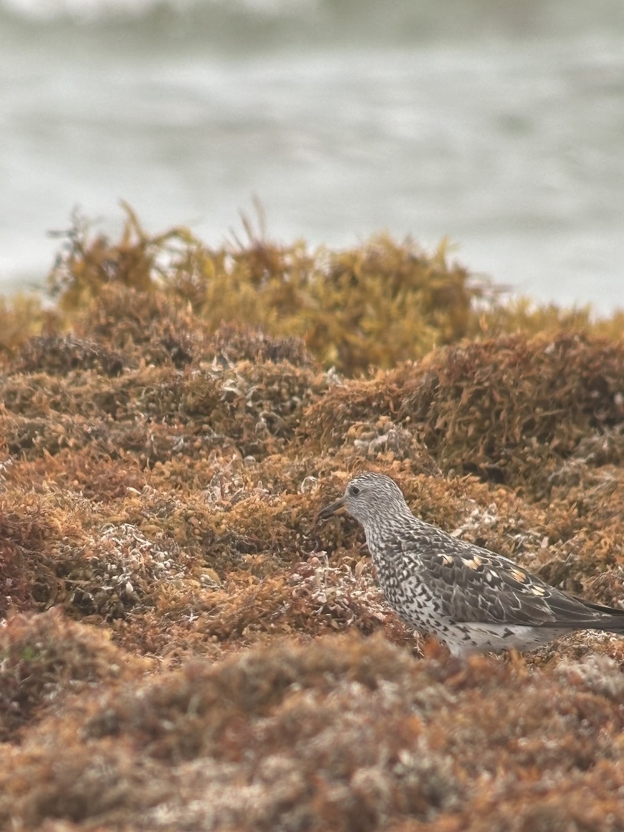Surfbird - ML634420243