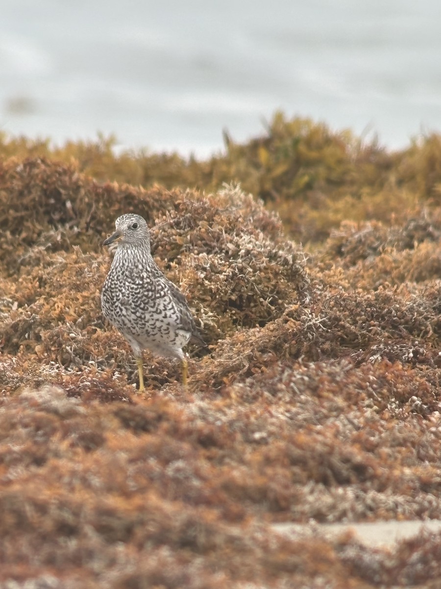 Surfbird - ML634420244