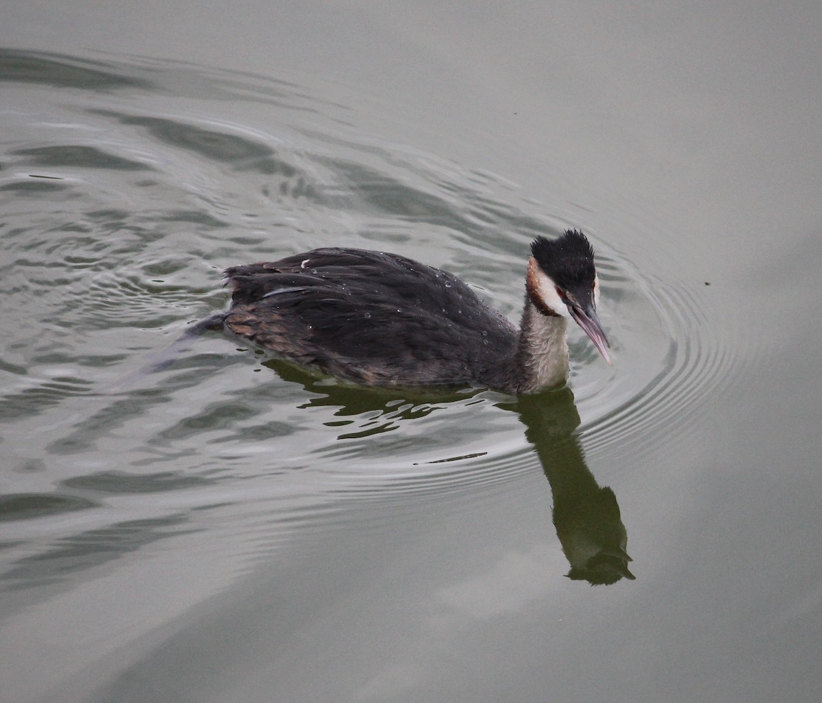 toppdykker - ML634420246