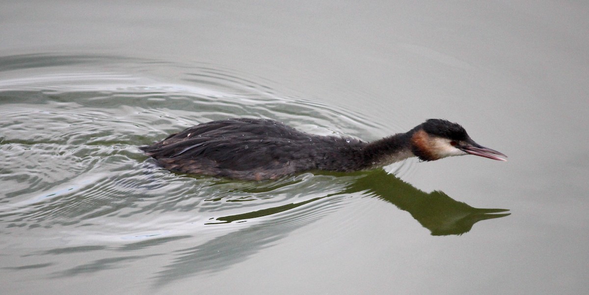 toppdykker - ML634420247