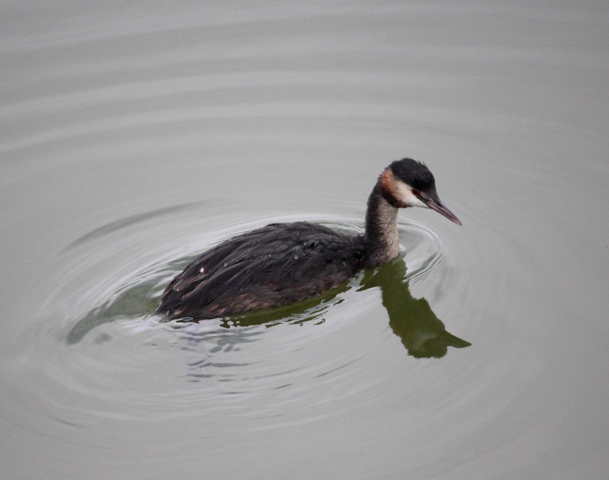 toppdykker - ML634420248