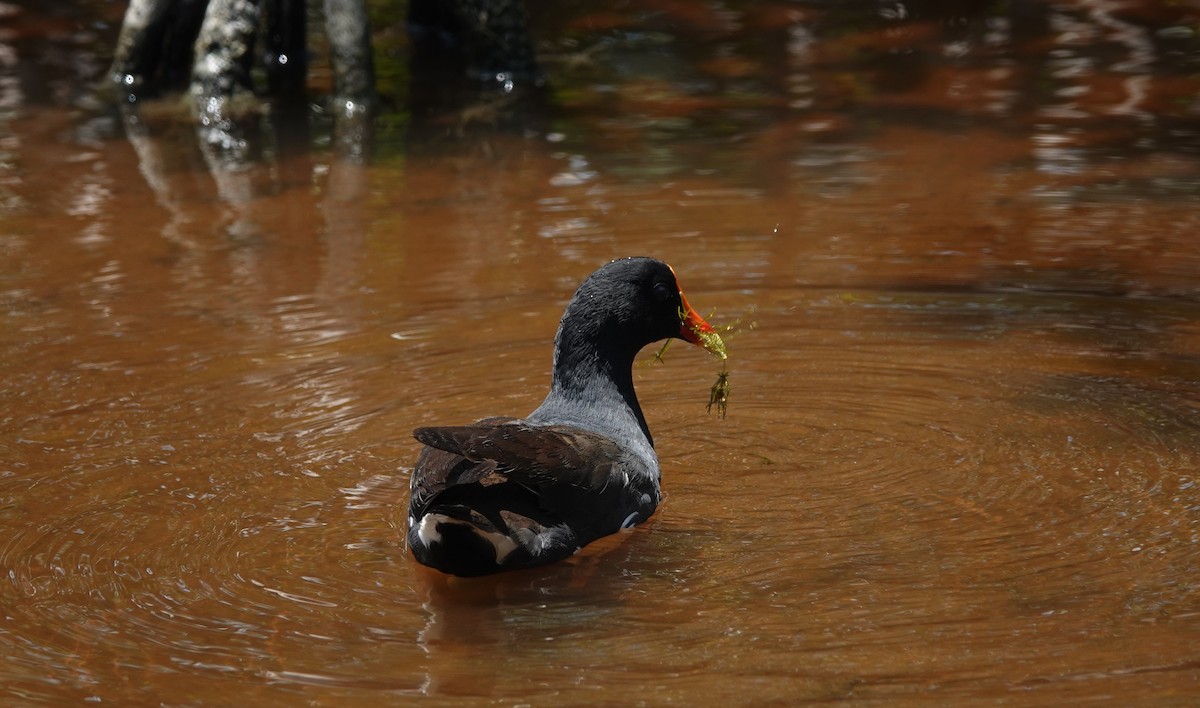 Common Gallinule - ML634420468