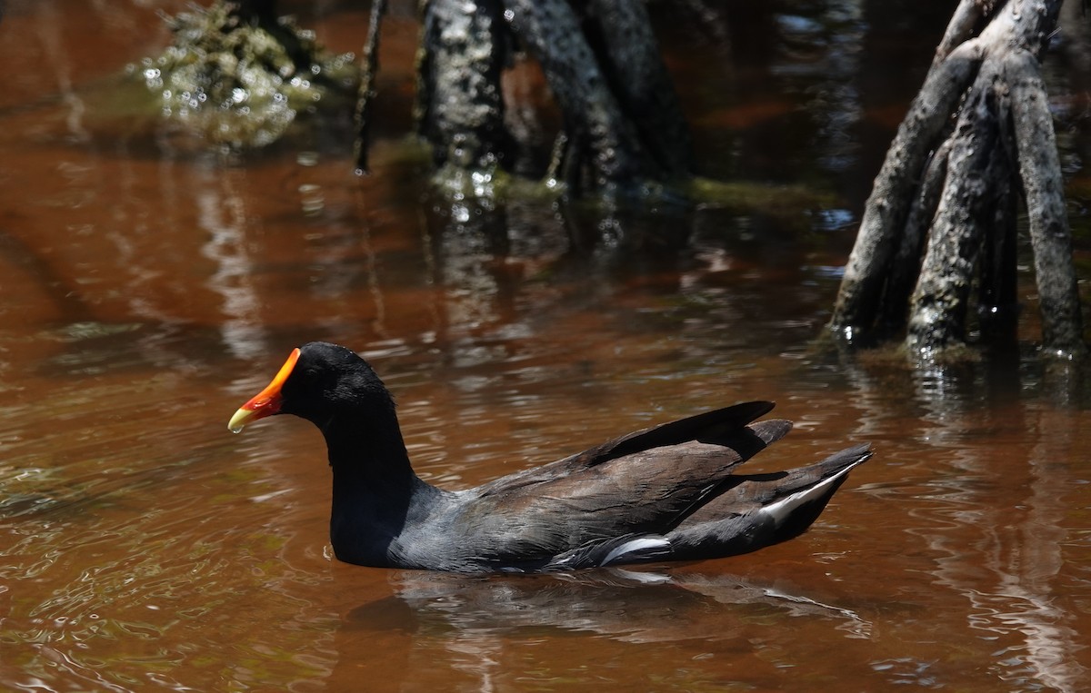 Common Gallinule - ML634420469