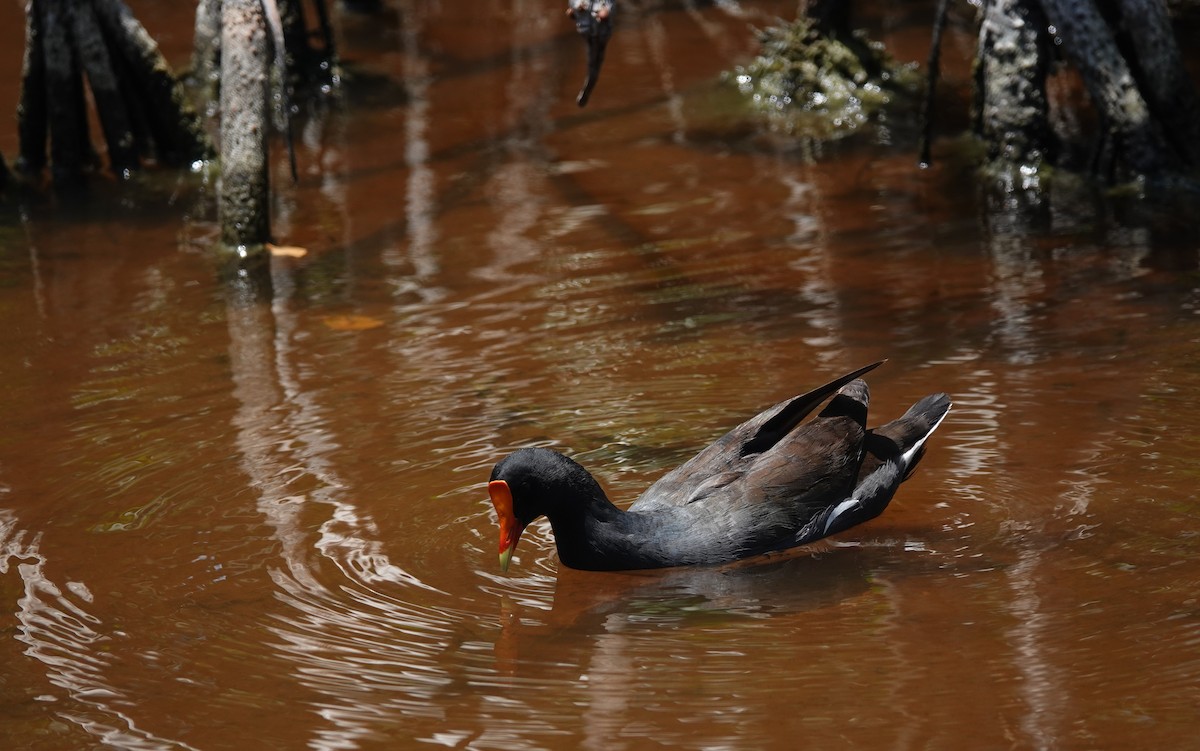 Common Gallinule - ML634420470