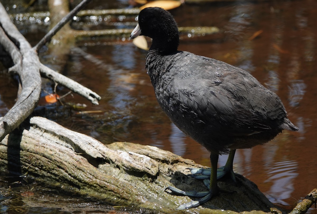 American Coot - ML634420475