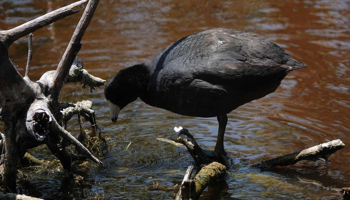 American Coot - ML634420476