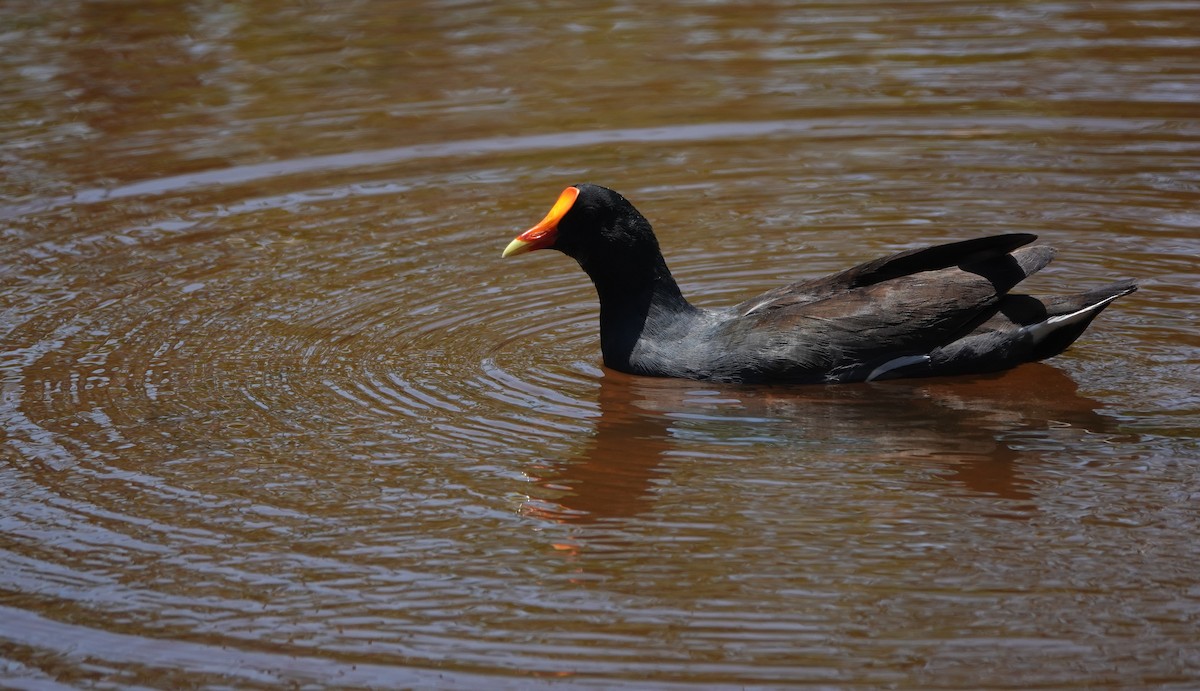 Common Gallinule - ML634420479