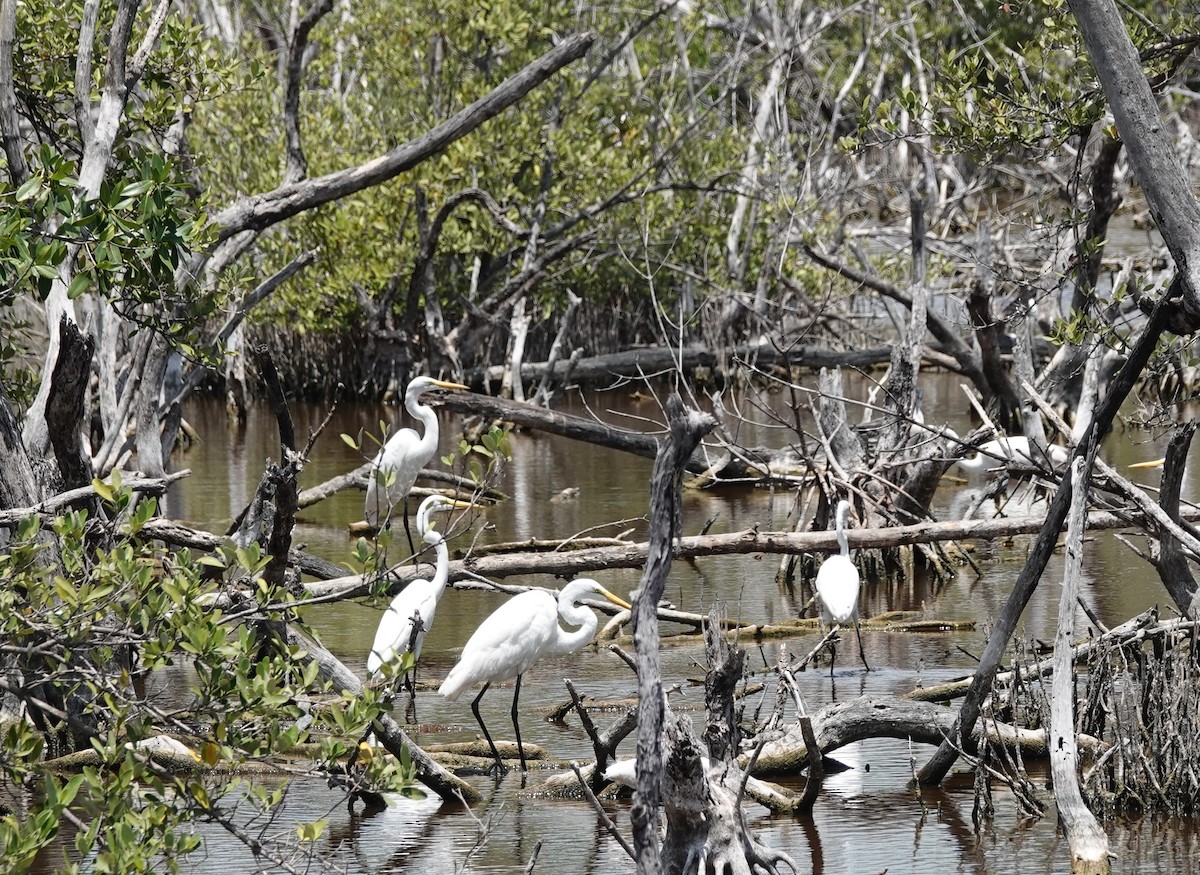 Great Egret - ML634420494