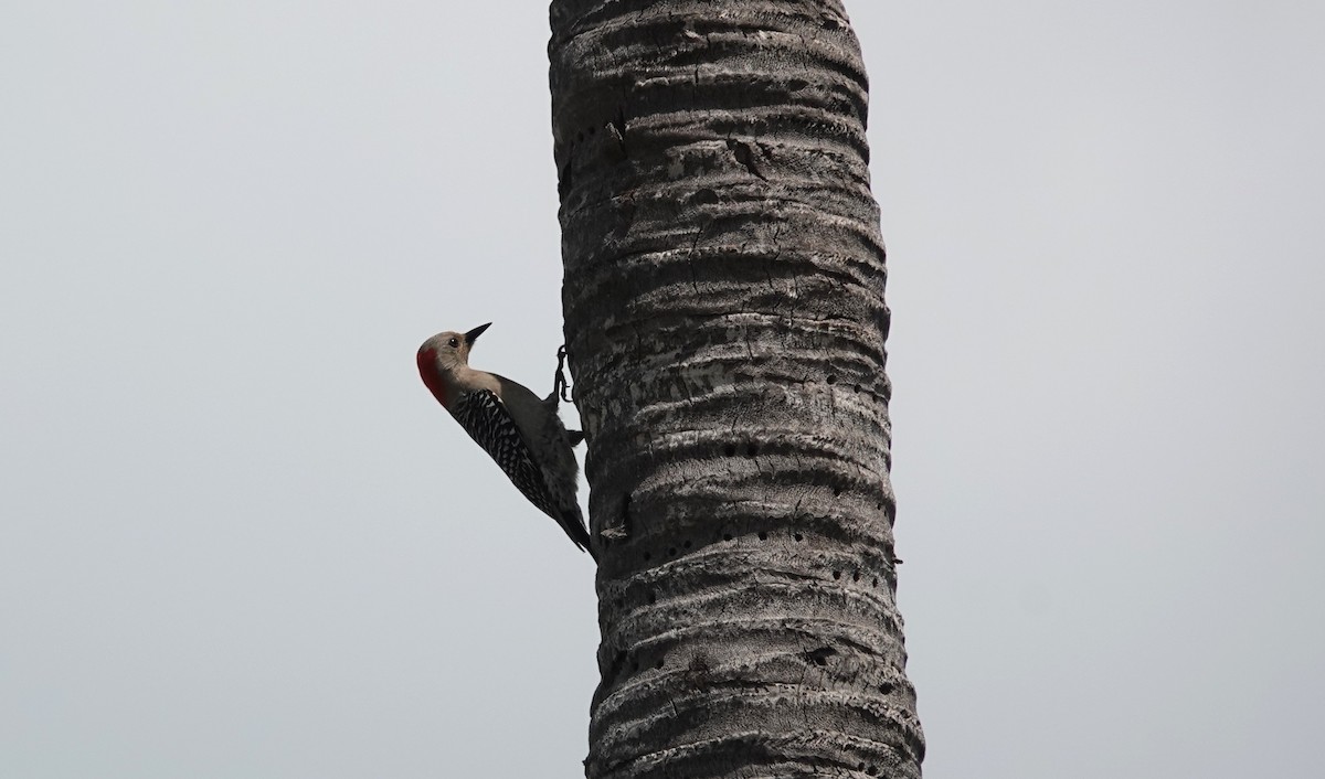 Red-bellied Woodpecker - ML634420501