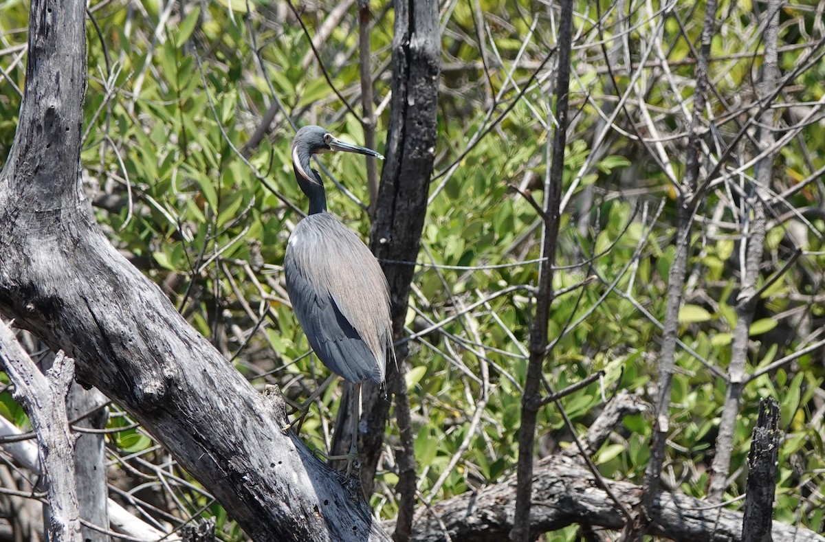 Tricolored Heron - ML634420518
