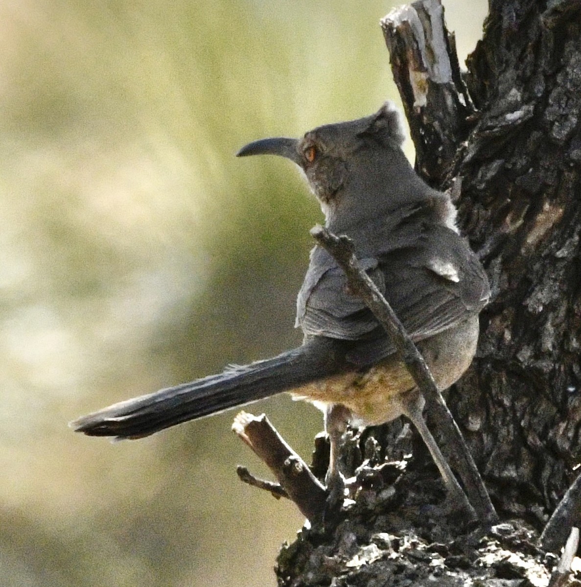 Curve-billed Thrasher - ML634420719