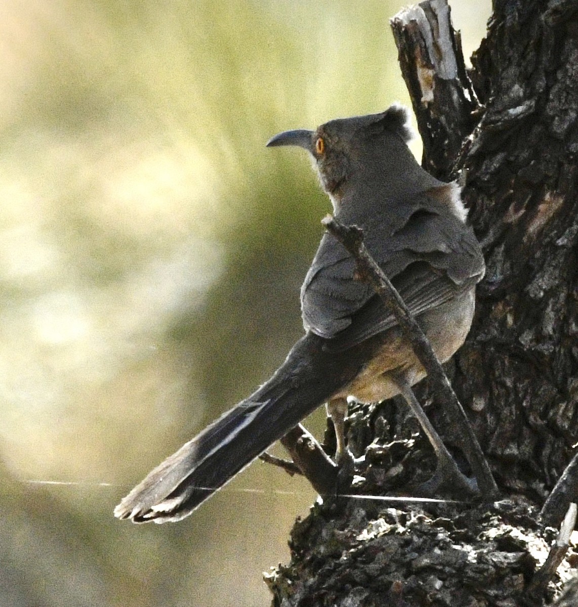 Curve-billed Thrasher - ML634420720