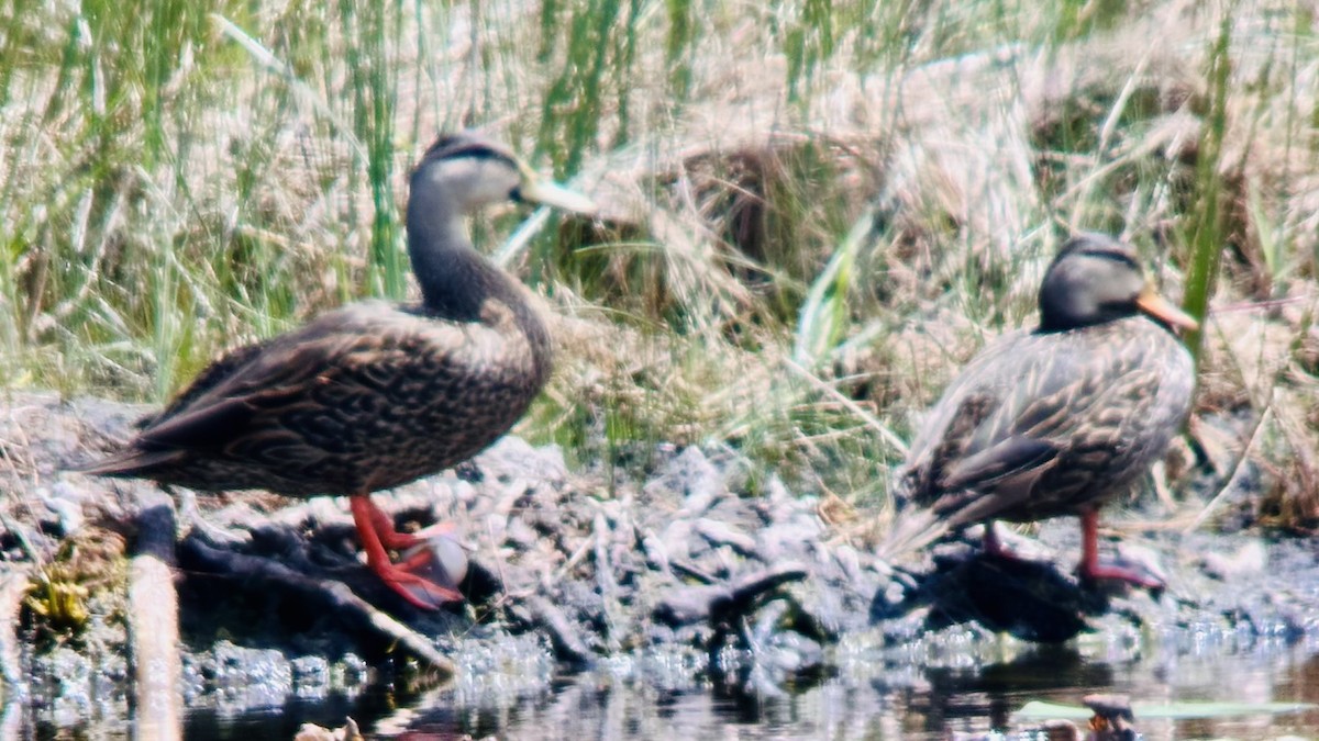 Mottled Duck - ML634421020