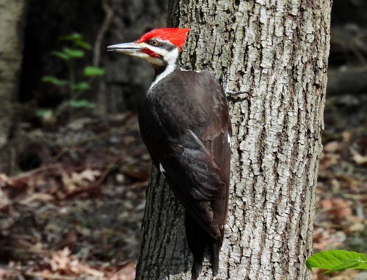 Pileated Woodpecker - ML634421222