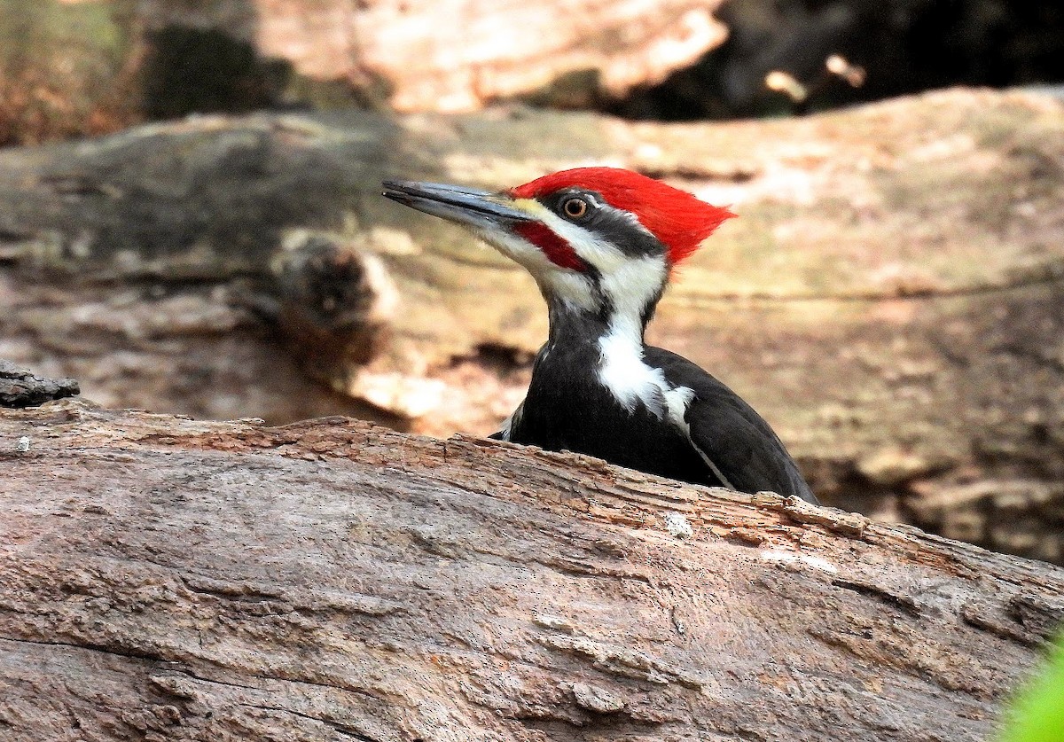 Pileated Woodpecker - ML634421224