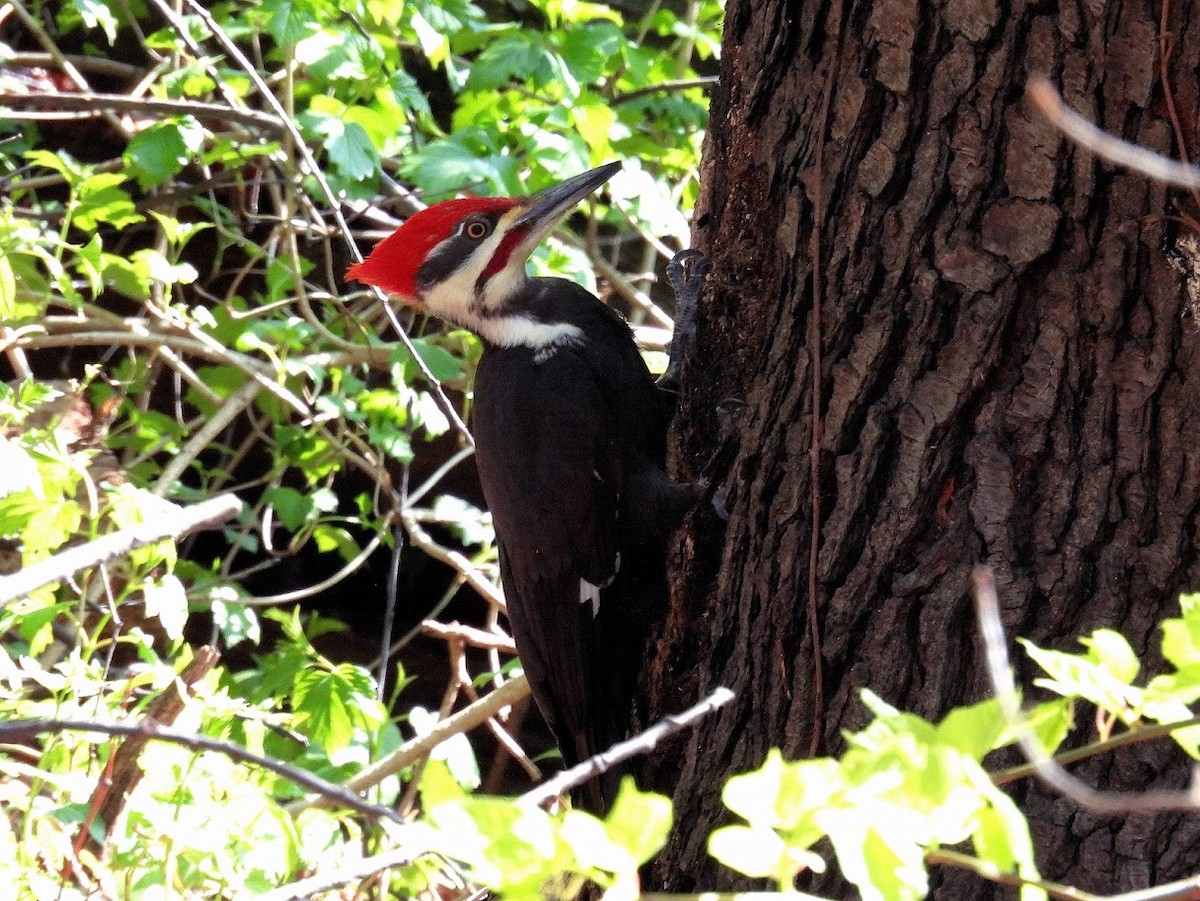 Pileated Woodpecker - ML634421226
