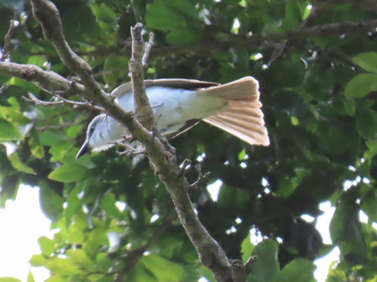 Gray Kingbird - ML634421310