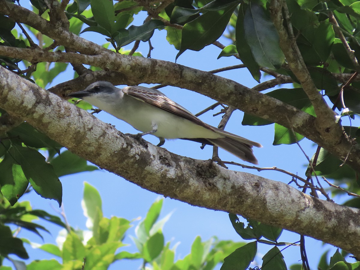 Gray Kingbird - ML634421313