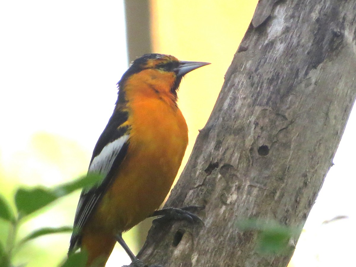 Bullock's Oriole - ML634421341