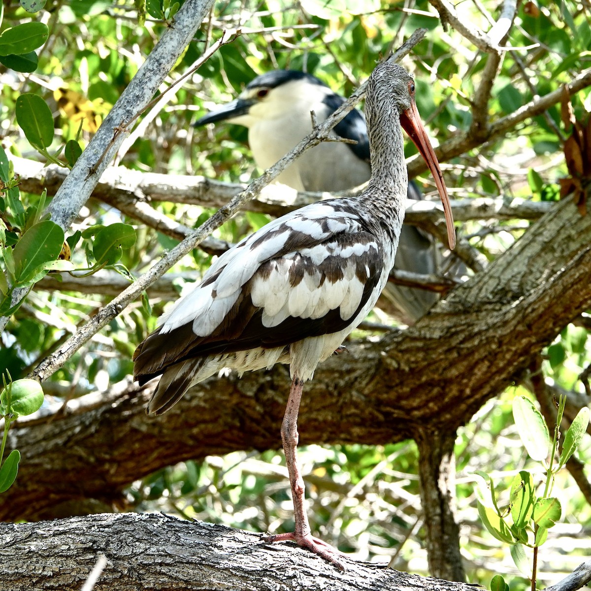 Ibis zuria - ML634421536