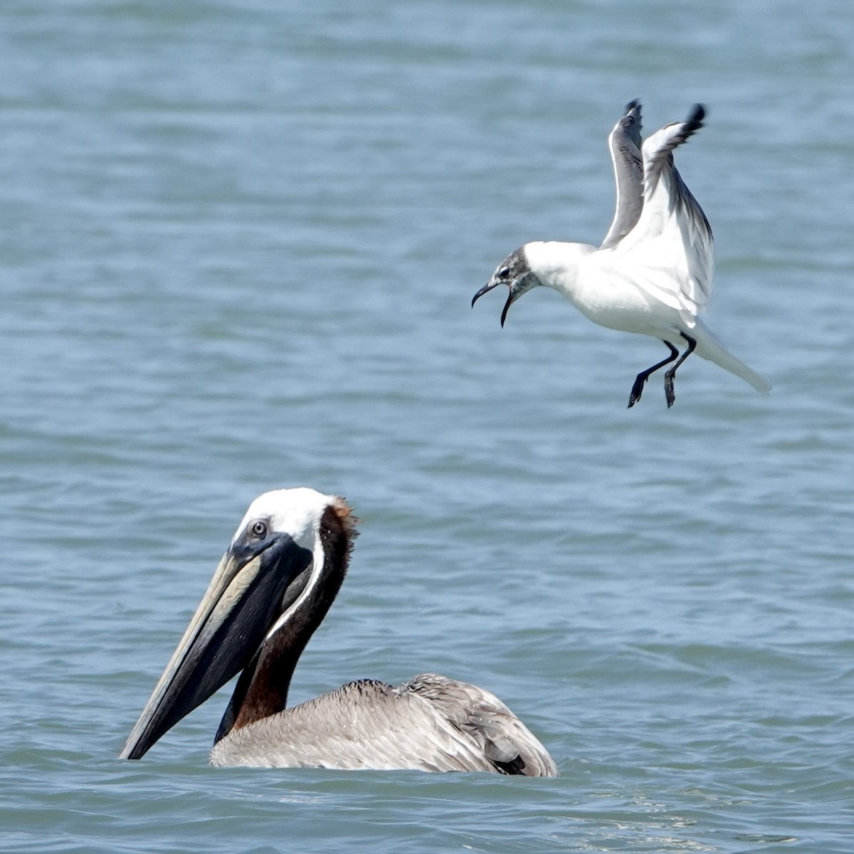 Brown Pelican - ML634421558