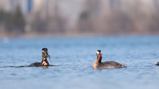 Пірникоза сірощока - ML634421668