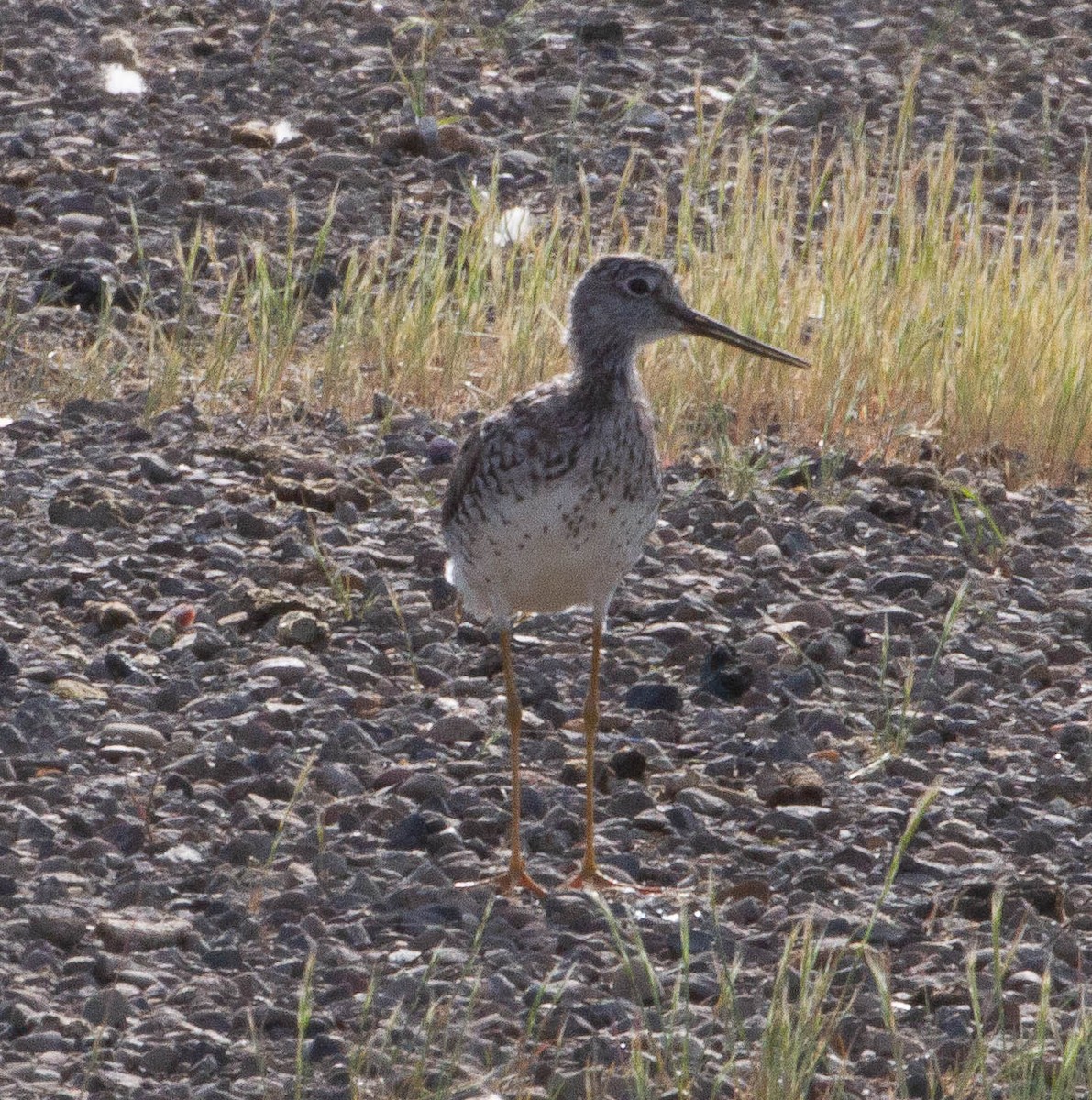 Greater Yellowlegs - ML634421680
