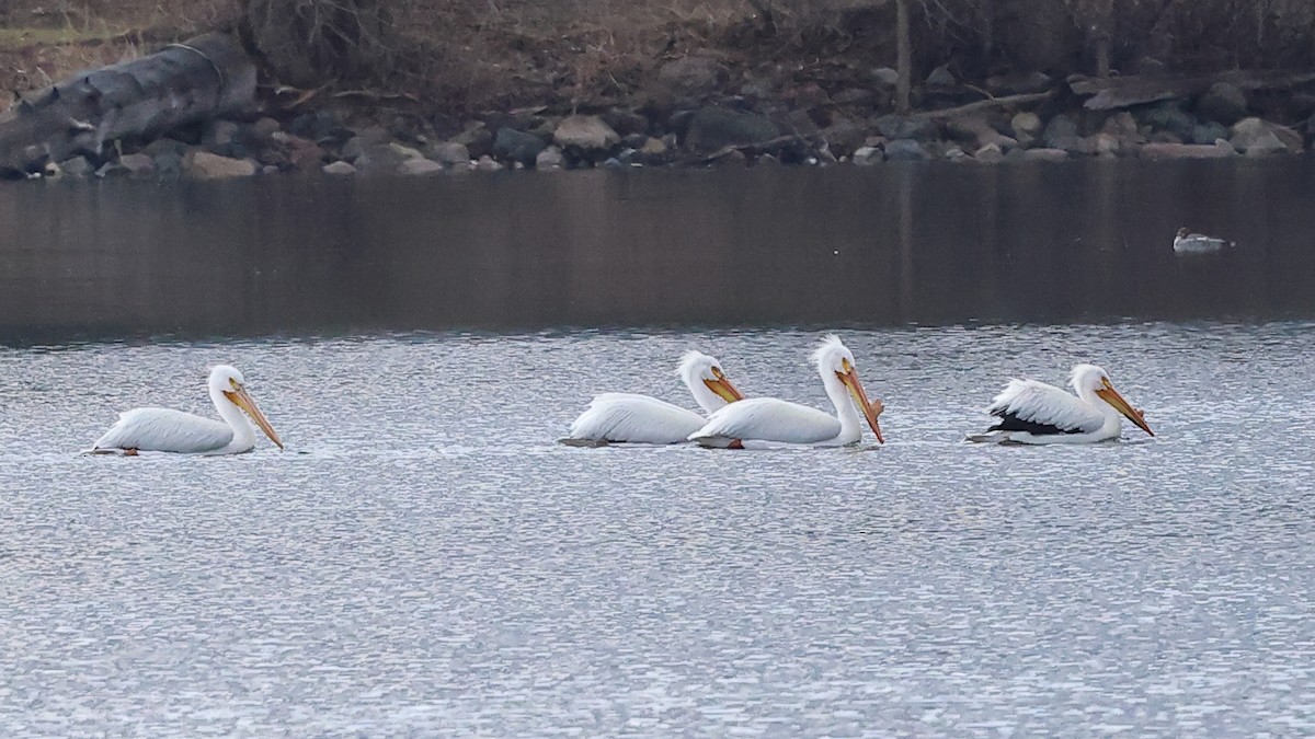 American White Pelican - ML634421719