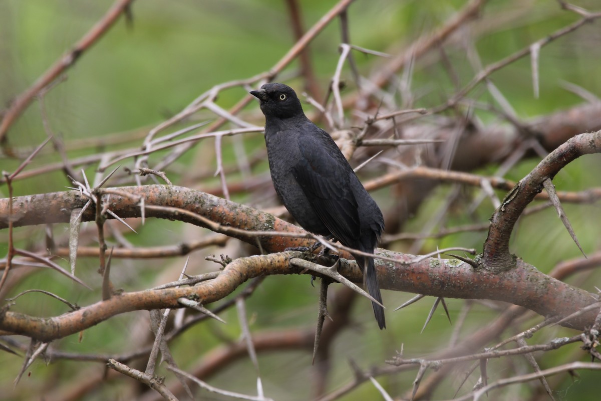 クロムクドリモドキ - ML634421818