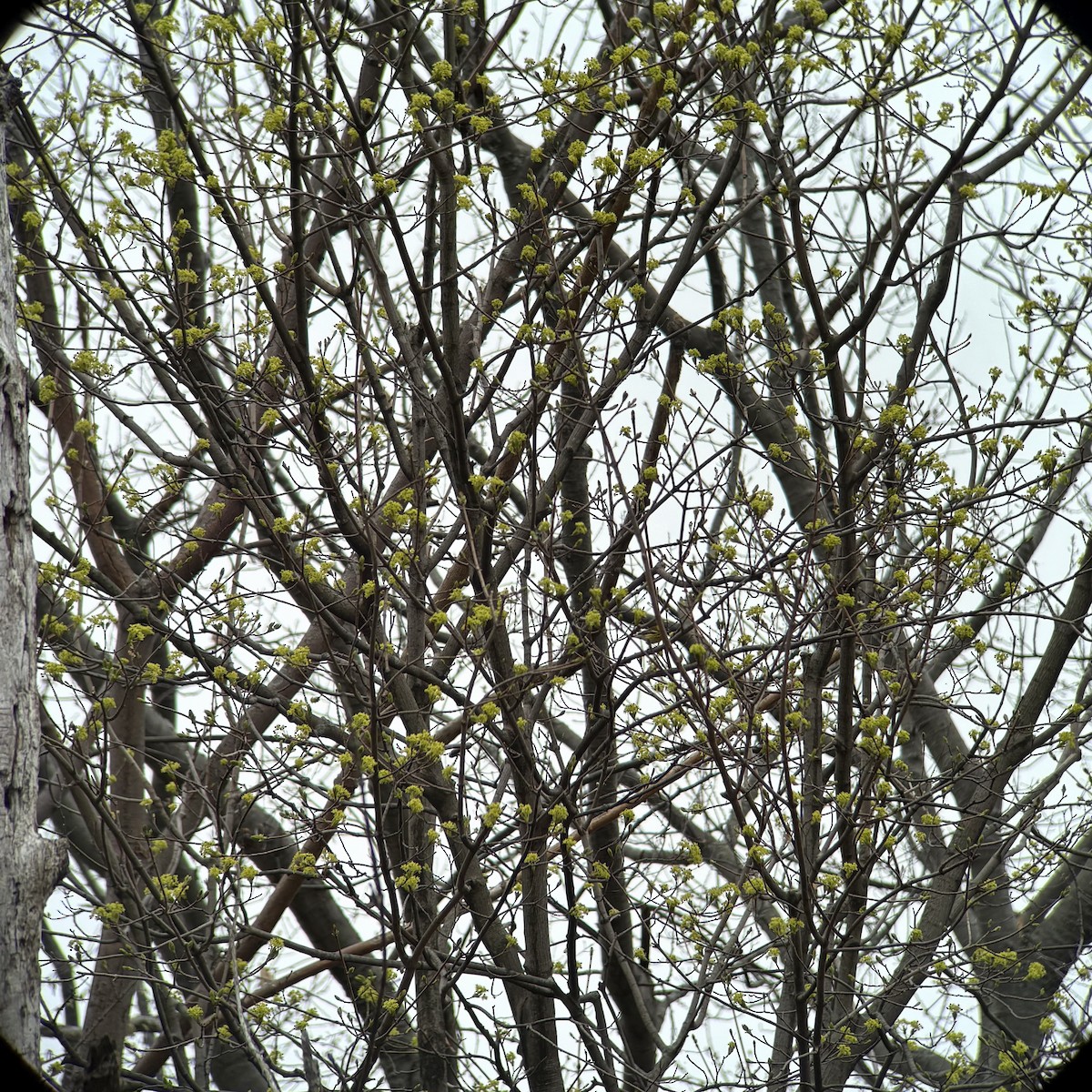 Cape May Warbler - ML634421853