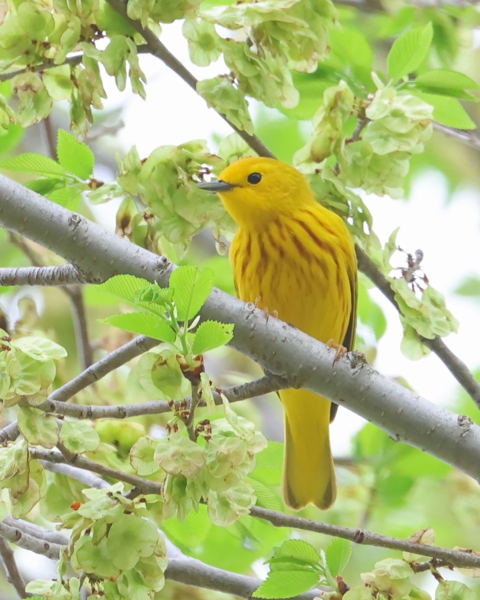 Yellow Warbler - ML634421916