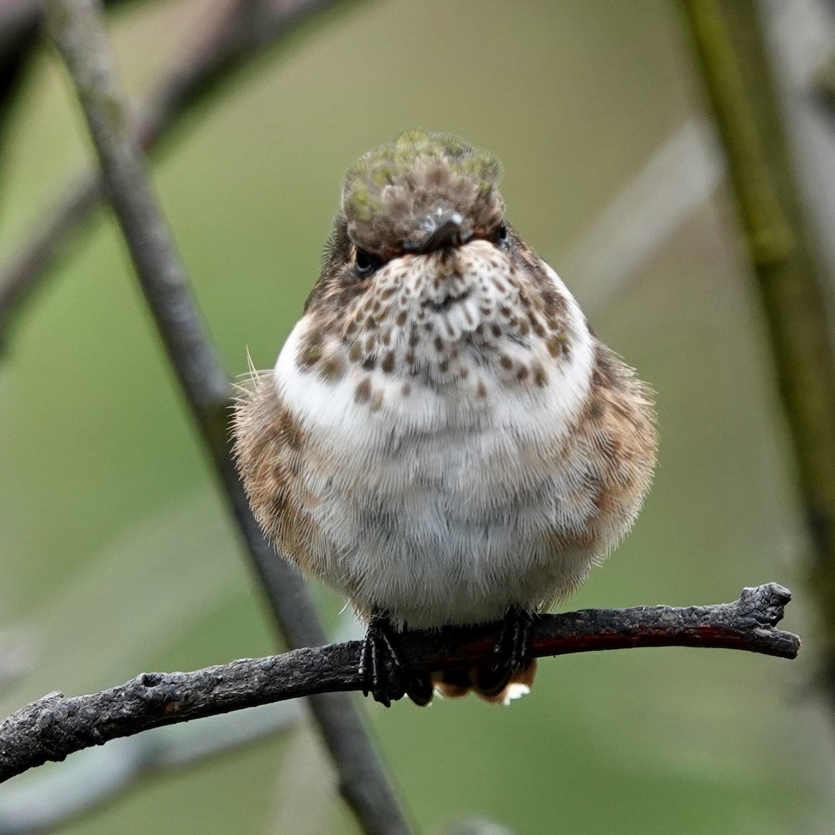 Volcano Hummingbird - ML634421928