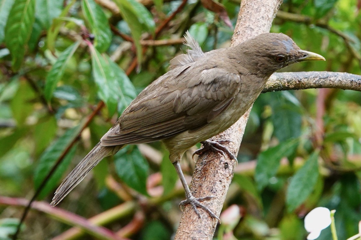 Mountain Thrush - ML634421973