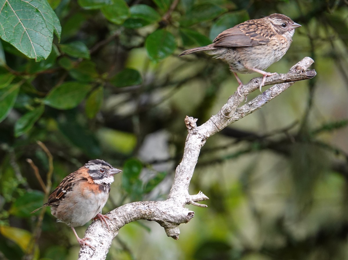 Rufous-collared Sparrow - ML634421982