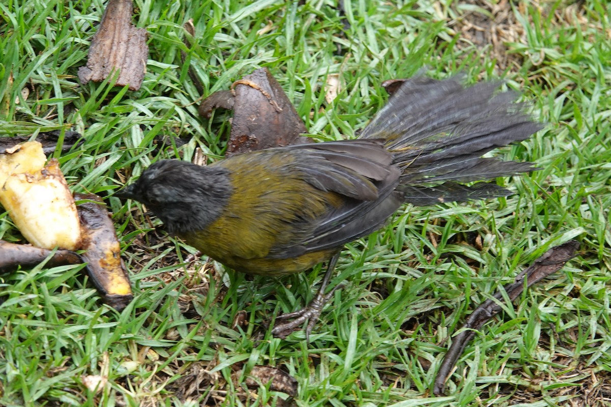 Large-footed Finch - ML634421991