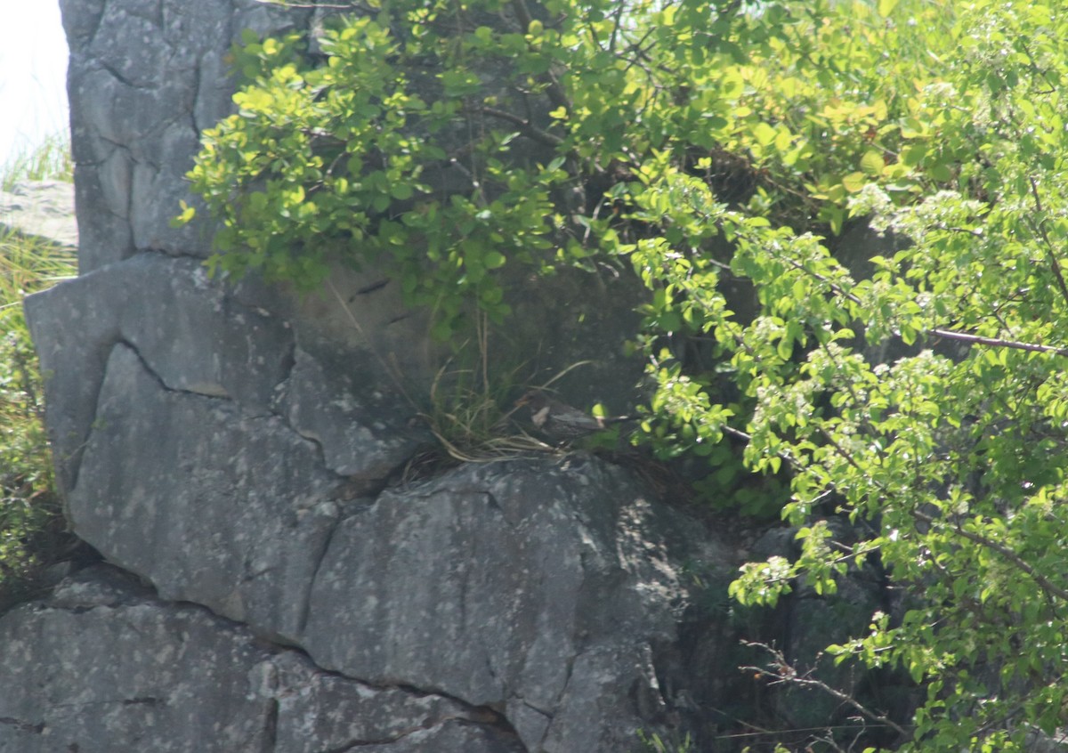 Ring Ouzel - ML634422011