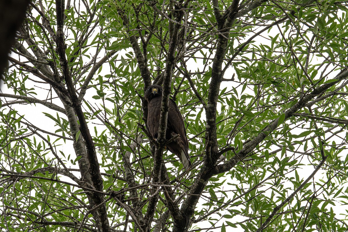 Zone-tailed Hawk - ML634422027