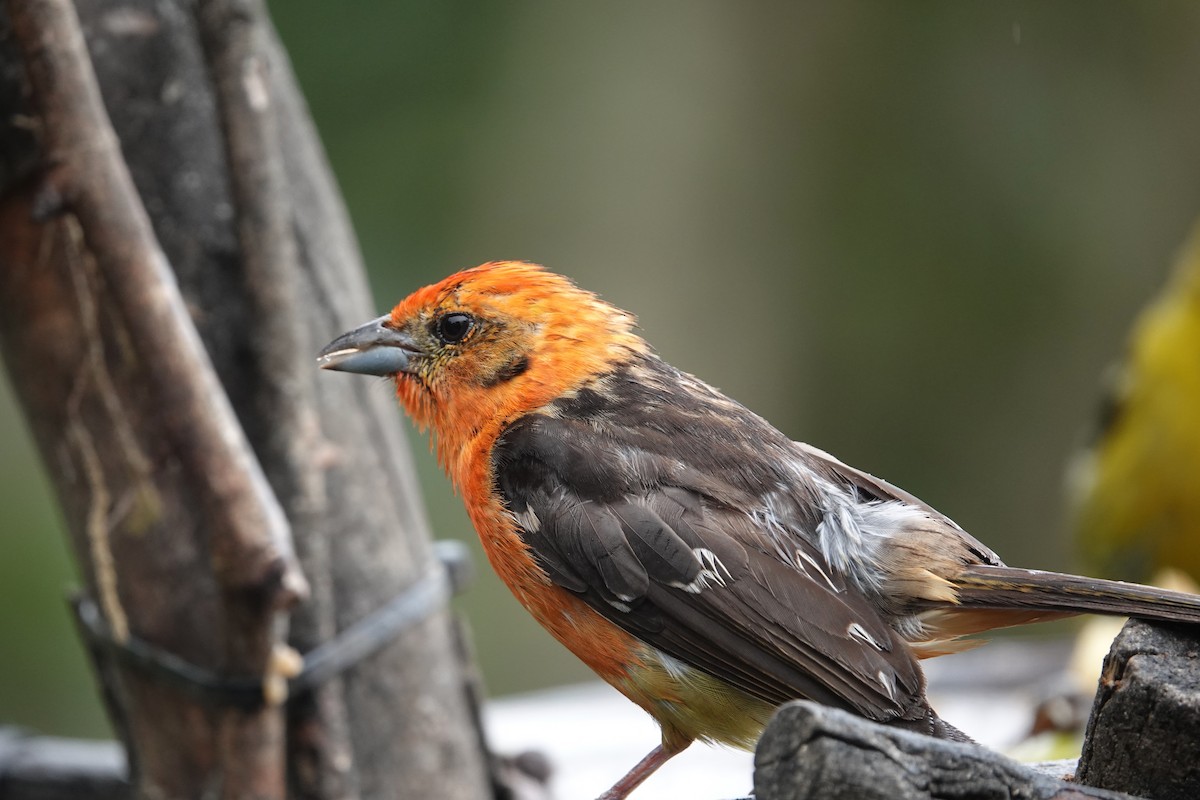 Flame-colored Tanager - ML634422045