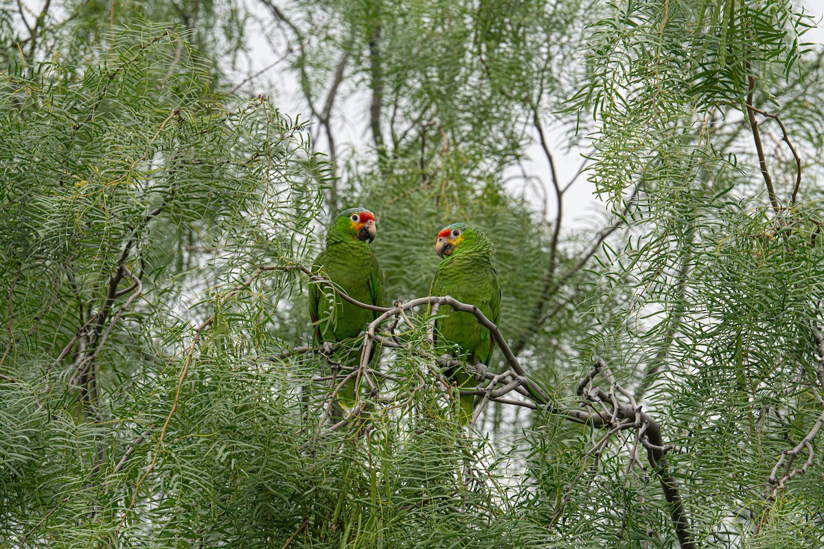 Red-lored Amazon (Red-lored) - ML634422046