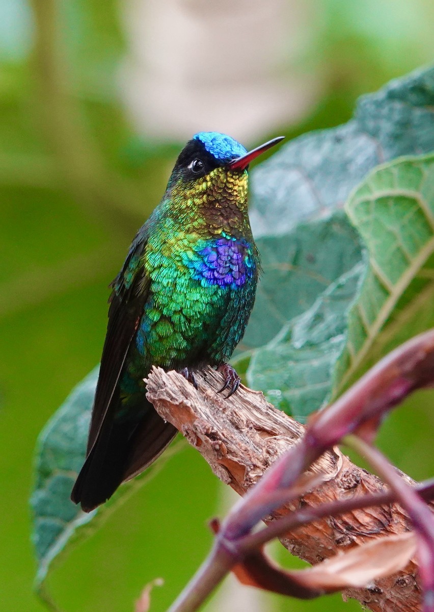 Fiery-throated Hummingbird - ML634422057