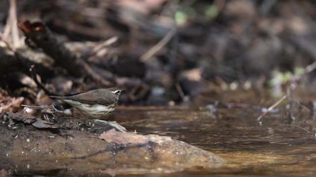 Paruline hochequeue - ML634422095